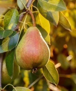 Top 10 🧨 Freedom Farms Moonglow Pear Fruit Tree 5G Pot - Trees 🛒