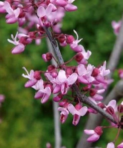 Hot Sale 🧨 Freedom Farms Forest Pansy Redbud Tree 5G Pot - Trees 🔔