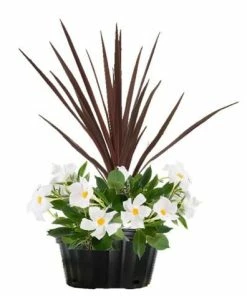 Top 10 ✔️ Costa Farms Mandevilla Combo, 1.5 gallon - 1.50GPMIXDRABICMANPK - Plants, Shrubs & Trees 💯