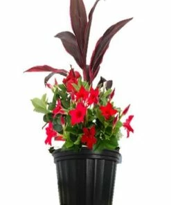 Best Sale 😀 Costa Farms Mandevilla Combo, 2.25 gallon - LWSPCOMB51 - Plants, Shrubs & Trees ⭐