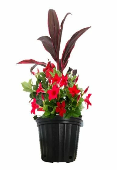 Best Sale π Costa Farms Mandevilla Combo, 2.25 gallon - LWSPCOMB51 - Plants, Shrubs & Trees β 1 Best Sale π Costa Farms Mandevilla Combo, 2.25 gallon - LWSPCOMB51 - Plants, Shrubs & Trees β