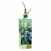 Wholesale 🎁 Van Zyverden, Inc. Van Zyverden Inc. Hydrangea Nikko Blue 01773 - Plants, Shrubs & Trees 🥰