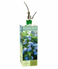 Wholesale 🎁 Van Zyverden, Inc. Van Zyverden Inc. Hydrangea Nikko Blue 01773 - Plants, Shrubs & Trees 🥰