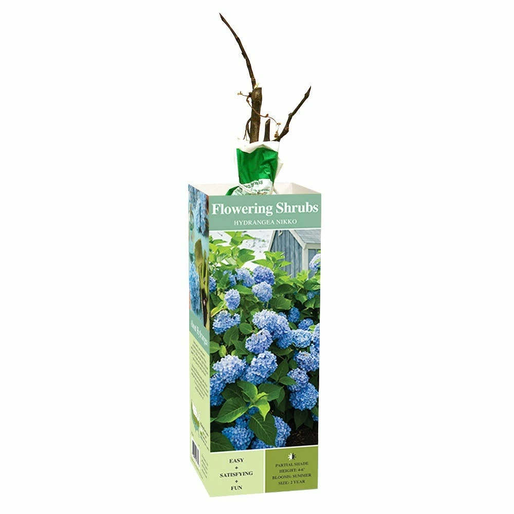 Wholesale π Van Zyverden, Inc. Van Zyverden Inc. Hydrangea Nikko Blue 01773 - Plants, Shrubs & Trees π₯° 1 Wholesale π Van Zyverden, Inc. Van Zyverden Inc. Hydrangea Nikko Blue 01773 - Plants, Shrubs & Trees π₯°