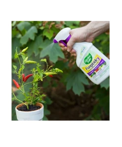 New 𧨠Spectracide Garden Safe Ready to Use Fungicide, 24 oz - HG-10414X - Insecticides π 5 New 𧨠Spectracide Garden Safe Ready to Use Fungicide, 24 oz - HG-10414X - Insecticides π -Cheap Lawn Store ab4693c7cd2e0cbb8f6824615d1d9d90bee6e213 90051049 1