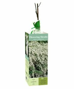 Cheap 🎉 Van Zyverden, Inc. Van Zyverden Inc. Spiraea Van Houtte 01774 - Garden Center 🌟