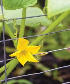 Wholesale ❤️ Garden Craft 28" x 50' Rabbit Guard Fence - 342850 - Fence and Wire 🛒 -Cheap Lawn Store af70a18575477f8fdda3a72ce53298836392fc11 342850 2