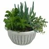 Best reviews of ✔️ NMG 8In Succulent Bowl - 72926 - Plants, Shrubs & Trees 💯