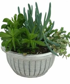 Best reviews of ✔️ NMG 8In Succulent Bowl - 72926 - Plants, Shrubs & Trees 💯