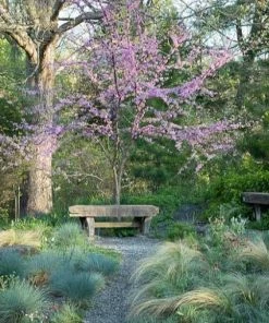 Top 10 ✔️ Freedom Farms Eastern Redbud Tree 5G Pot - Trees 👏 -Cheap Lawn Store c02bbc4bee12eaab81c5f30e7903b10fcf2f31ed 801050076 3