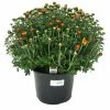 Best Pirce 🔔 NMG 8In Mum Yellow Assorted - 35200 - Plants, Shrubs & Trees 💯