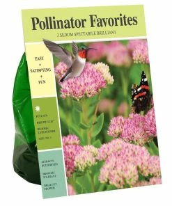 New 🧨 Van Zyverden, Inc. Van Zyverden Inc. Sedum spectabile Brilliant 01982 - Garden Center 😉