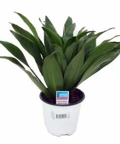 Cheapest ⌛ NMG 4" Assorted Foliage - Plants, Shrubs & Trees ⌛