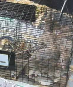 Best Sale ❤️ Rugged Ranch Ratinator - RATTR - Baits & Traps 👏 -Cheap Lawn Store d1123f7dc0527afe203d5b245784ed2c36e513ad rugged ranch ratinator live rat trap