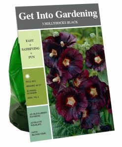 Best deal 😍 Van Zyverden, Inc. Van Zyverden Inc. Hollyhocks Black 00797 - Garden Center 👏