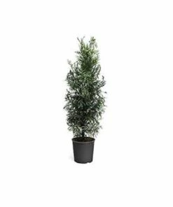 Budget 😉 Park Hill Plants & Trees Green Giant' Arborvitae #7 Pot - Plants, Shrubs & Trees 🌟