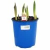 Deals ❤️ NMG Prefinished Tulip 2.5Qt Assorted Color - 16264 - Plants, Shrubs & Trees 😉