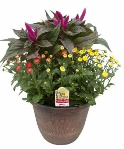 Outlet 🔥 NMG 1.5G Mum and Celosia Intenz Combo - 84957 - Plants, Shrubs & Trees 🤩