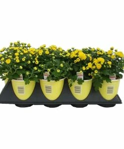 Coupon 😍 NMG 1 Quart Mum Assorted - 35045 - Plants, Shrubs & Trees 🎉
