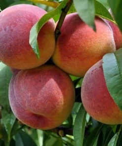 Best Sale 😀 Freedom Farms Redhaven Yellow Peach Fruit Tree 5G Pot - Trees ❤️